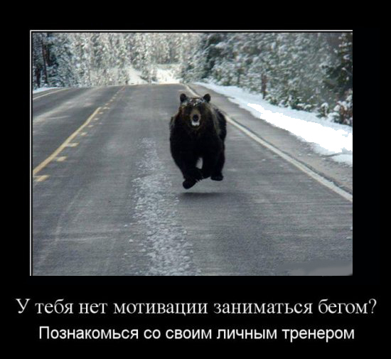 медведь бежит по дороге